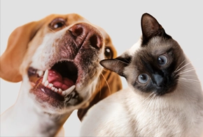 Assurance chiens & chats